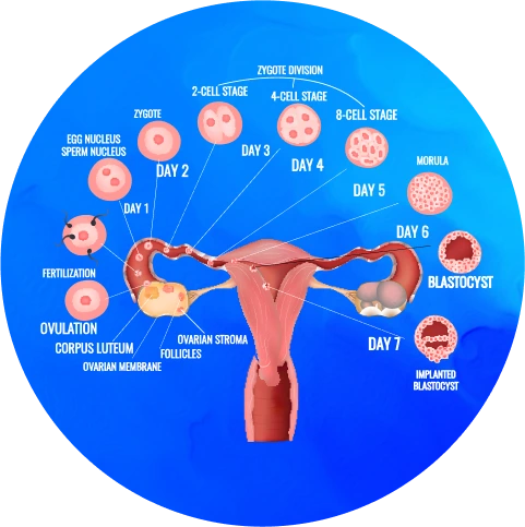 Ovulation Induction