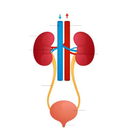 Overactive Bladder